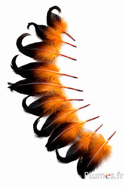 Anatra - 6-9 cm - azteco dorato-nero